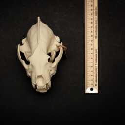 Lifesize Wolverine Skull Realistic Replica Model - Museum-Grade Collectable Bone - thumbnail 4