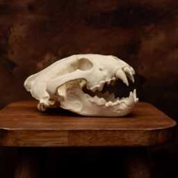 Lifesize Wolverine Skull Realistic Replica Model - Museum-Grade Collectable Bone - thumbnail 3