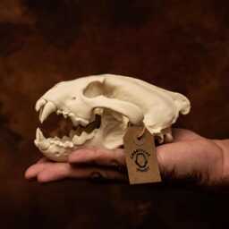 Lifesize Wolverine Skull Realistic Replica Model - Museum-Grade Collectable Bone - thumbnail 1