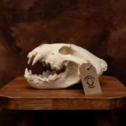 Lifesize Wolverine Skull Realistic Replica Model - Museum-Grade Collectable Bone - thumbnail 2