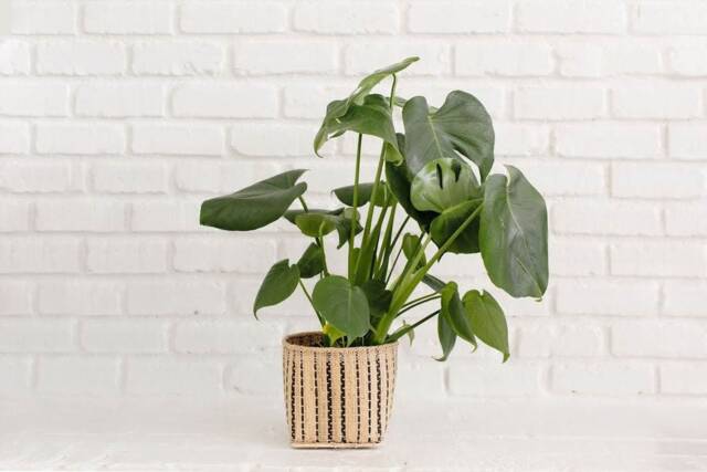 Live Monstera Plant in Handwoven Rattan Basket, Boho Home Decor - image 1