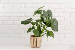 Live Monstera Plant in Handwoven Rattan Basket, Boho Home Decor - thumbnail 1