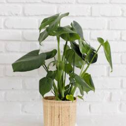Live Monstera Plant in Handwoven Rattan Basket, Boho Home Decor - thumbnail 3