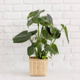 Live Monstera Plant in Handwoven Rattan Basket, Boho Home Decor - thumbnail 2
