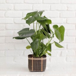 Live Monstera Plant in Handwoven Rattan Basket, Boho Home Decor - thumbnail 4