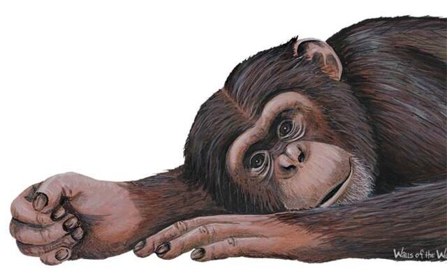 Chimpanzee Wall Decal - image 1