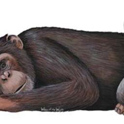 Chimpanzee Wall Decal - thumbnail 2