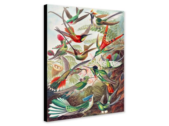 Hummingbirds - Vintage Wall Art Wrapped Framed Canvas Rolled Photo/Poster Print - image 1