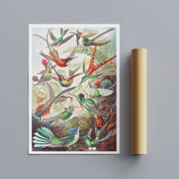 Hummingbirds - Vintage Wall Art Wrapped Framed Canvas Rolled Photo/Poster Print - thumbnail 3