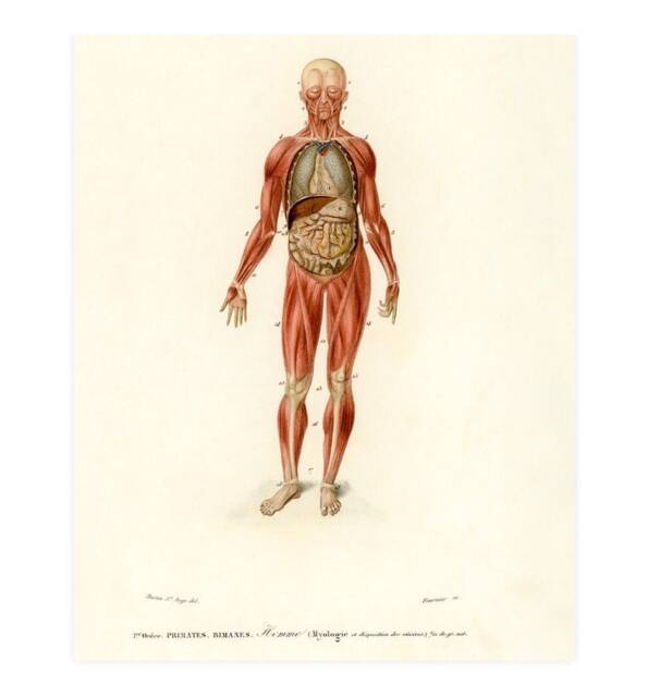 Vintage Human Anatomy Print, Nature Print
