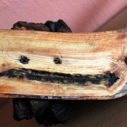 Natural Tree Fungus Rack, Mushroom Towel Key Holder, Dried Hook, Wall Hanging Home Decor - thumbnail 4