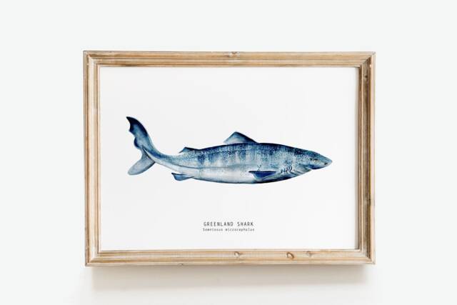 Greenland Shark Watercolor Art Print - Nursery Wall D??cor Bedroom Coastal Gift Living Room Somniosus Microcephalus - image 1
