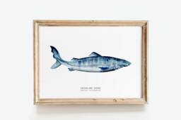 Greenland Shark Watercolor Art Print - Nursery Wall D??cor Bedroom Coastal Gift Living Room Somniosus Microcephalus - thumbnail 1