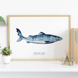 Greenland Shark Watercolor Art Print - Nursery Wall D??cor Bedroom Coastal Gift Living Room Somniosus Microcephalus - thumbnail 2
