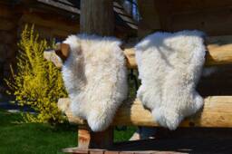 Genuine Curly Sheepskin Rug 100% Natural Color Soft Wool, Schaffell, Hygge - thumbnail 1