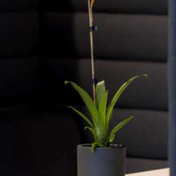 Charlie Rough Indoor, Outdoor Plant Pots, 8cm - 25cm, Black Washed - thumbnail 3