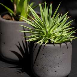 Charlie Rough Indoor, Outdoor Plant Pots, 8cm - 25cm, Black Washed - thumbnail 2