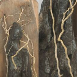 Entangled, Driftwood Sculpture, Rustic Ornament, Abstract Art, Natural Beauty, Isle Of Wight, Large Decoration - thumbnail 4