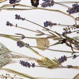 Floral Wall Art, Pressed Botanical Artwork, Lavenda Herbals Herbarium, Dried Flowers Wall Art Light Green Leaves - thumbnail 3