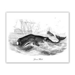 Nautical Art Print Whale Set Of 9 - Posters Whaling Wall Hangings Art, Bathroom Boy Room Decor - thumbnail 3