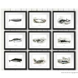 Nautical Art Print Whale Set Of 9 - Posters Whaling Wall Hangings Art, Bathroom Boy Room Decor - thumbnail 2