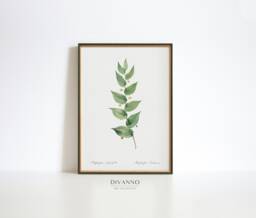 Antique Twistedstalk Lily Print, Pierre-Joseph Redout?? Botanical Art - thumbnail 1