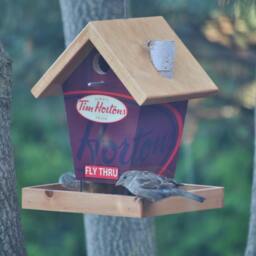 Coffee Lovers Fly Thru Feeder - Stained Roof - thumbnail 2