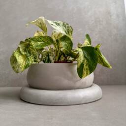 Bonsai Planter With Saucer - Minimalist Plant Pot, Japandi Pot Thick Base, Shallow Concrete Earthy Tone Decor, Moss Bowl - thumbnail 2