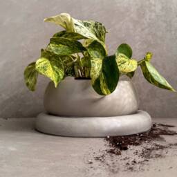 Bonsai Planter With Saucer - Minimalist Plant Pot, Japandi Pot Thick Base, Shallow Concrete Earthy Tone Decor, Moss Bowl - thumbnail 1
