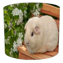 Guinea Pig Drum Lampshade For Ceiling Light Pendants Or Table Lamp Bases - thumbnail 3