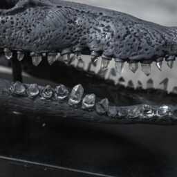 Bronze Metal Crocodile Skull With Quartz Crystal Teeth - Gothic Home Decor Art Piece Sculpture - thumbnail 3
