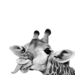 Giraffe Tongue Out Funny Black & White Wall Art, Print Home Decor Poster, Modern, Animal Photography, Kitchen Print, Hallway - thumbnail 2