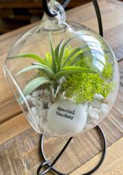 "Diy Terrarium Air Plant Kit, Glass With A Stand. "