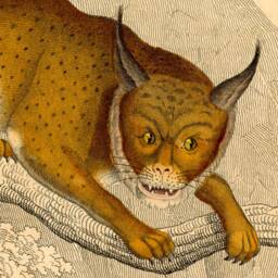 Wildcat, Cougar, Mountain Lion, Animal Lover, Big Cat, Feline, Gift For Him, Natural History, 1850S, Wall Hanging, Antique, Vintage - thumbnail 2