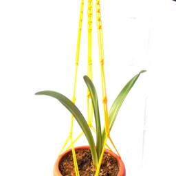 Yellow Macrame Plant Holder 36 Inches 3mm - Hanging Planter Macrame Wall Hanger - thumbnail 2