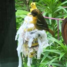 Upcycled Bird Nesting Material Holder Alpaca Fiber Refill - thumbnail 4