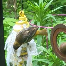 Upcycled Bird Nesting Material Holder Alpaca Fiber Refill - thumbnail 2