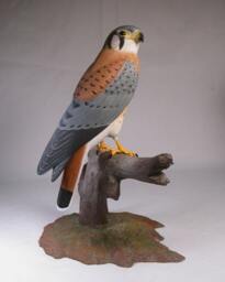9-1/2 Inch American Kestrel Male Hand Carved Wooden Bird Carving - thumbnail 2