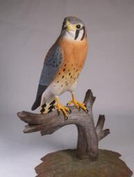 9-1/2 Inch American Kestrel Male Hand Carved Wooden Bird Carving - thumbnail 3