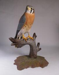 9-1/2 Inch American Kestrel Male Hand Carved Wooden Bird Carving