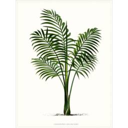 Set Of Four Palm Tree Prints, Botanical Coastal Home Wall Art - thumbnail 3
