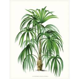 Set Of Four Palm Tree Prints, Botanical Coastal Home Wall Art - thumbnail 4