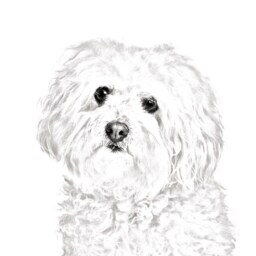 Bolognese - Wooden Stand For Candles/Pens With The Image Of A Dog New Collection - thumbnail 2