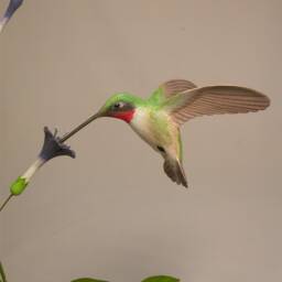 Open-Winged Ruby-Throated Hummingbird #4 Hand Carved Wooden Bird - thumbnail 3