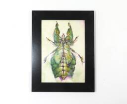 Leaf Bug Insect Green Specimen Phyllium Pulchrifolium Garden Art Print Framed Natural Animal Illustration Gift Home Office Decor - thumbnail 1