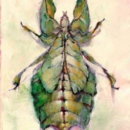 Leaf Bug Insect Green Specimen Phyllium Pulchrifolium Garden Art Print Framed Natural Animal Illustration Gift Home Office Decor - thumbnail 2