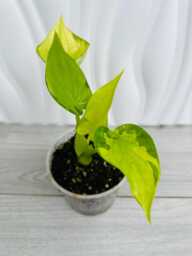 Alocasia Cucullata Lemon Mint Variegated in 9cm Pot - thumbnail 1