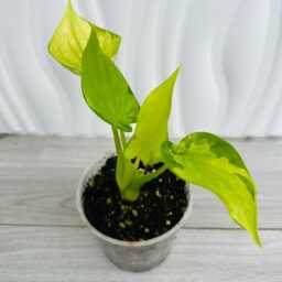 Alocasia Cucullata Lemon Mint Variegated in 9cm Pot - thumbnail 3