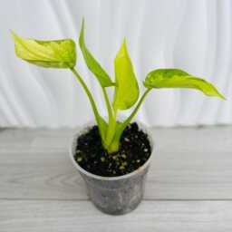 Alocasia Cucullata Lemon Mint Variegated in 9cm Pot - thumbnail 4