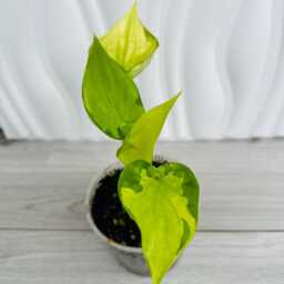 Alocasia Cucullata Lemon Mint Variegated in 9cm Pot - thumbnail 2